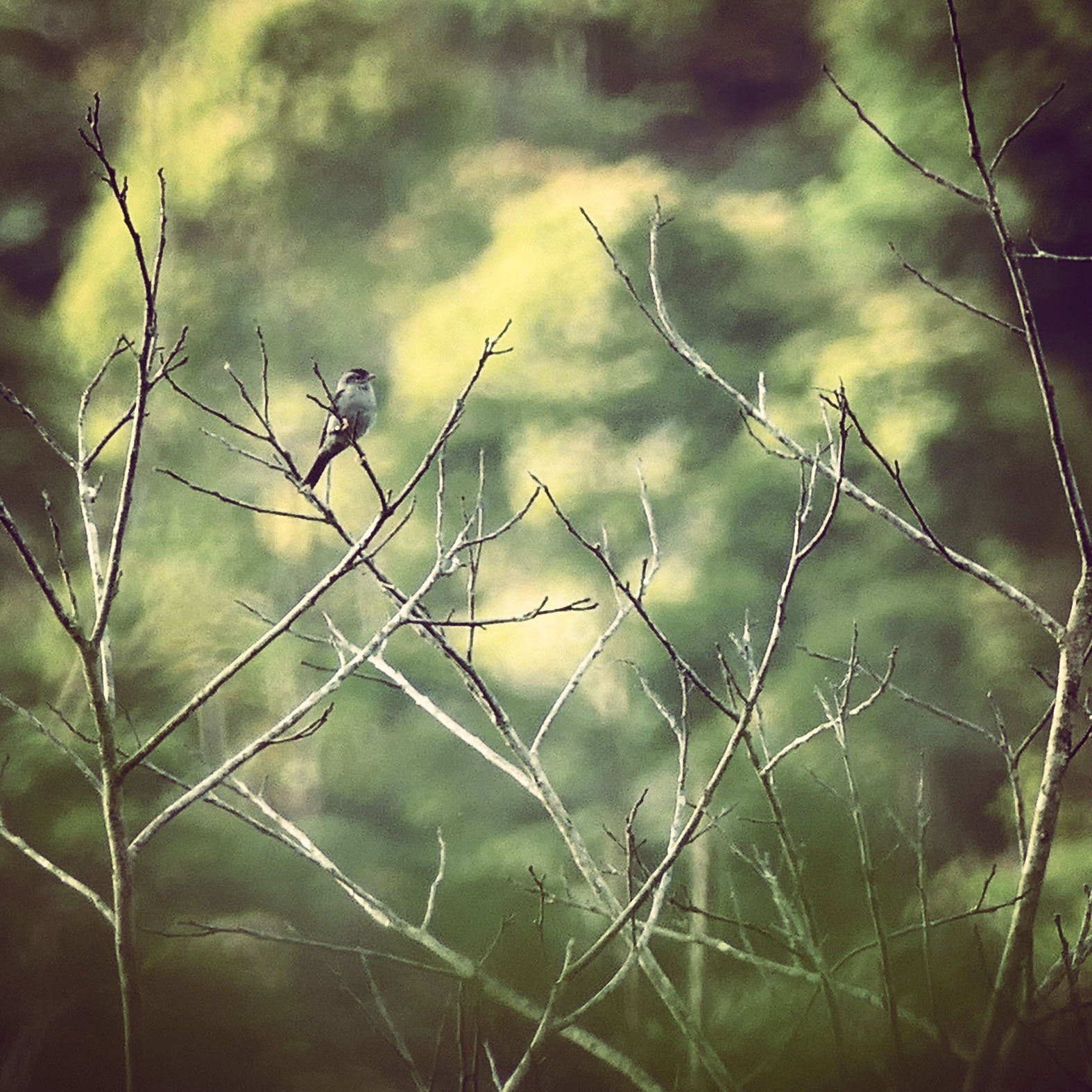 A distant Pink-legged Gravateiro, representing a unique bird genus which wasn't discovered by ornithologists until 1996. Noah Strycker